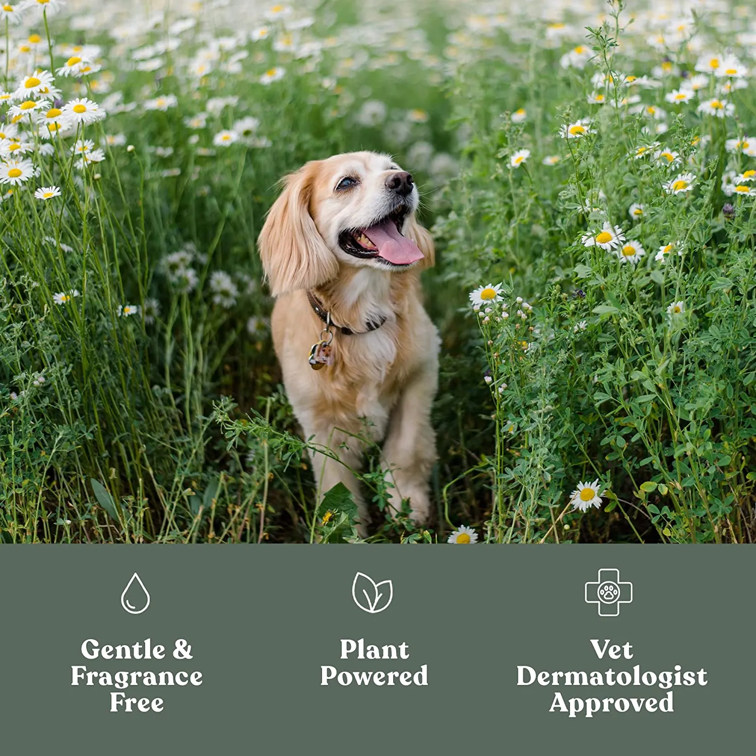 dandylion clean paws - no rinse foaming cleanser