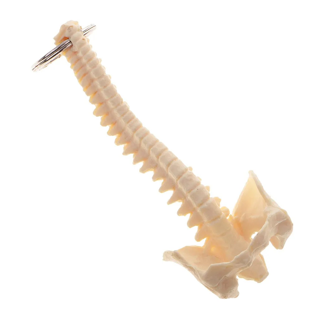 Mini PVC Material Handcrafted Human Spine Skeleton Model Keychain for School Teaching Aid Ornament Novelty Present