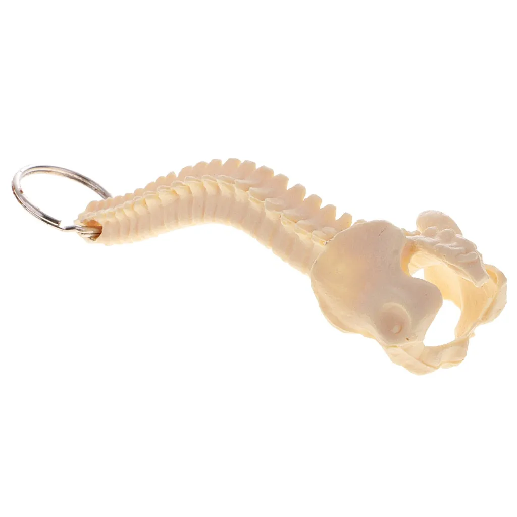 Mini PVC Material Handcrafted Human Spine Skeleton Model Keychain for School Teaching Aid Ornament Novelty Present